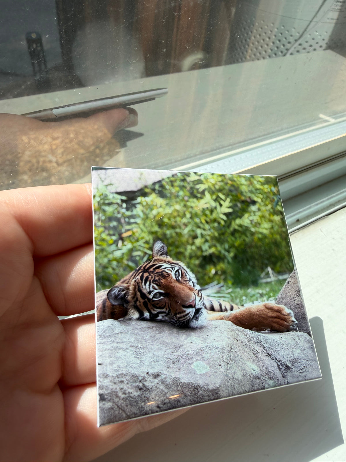 Custom Photo Magnet: 2.5" x 2.5" Glossy