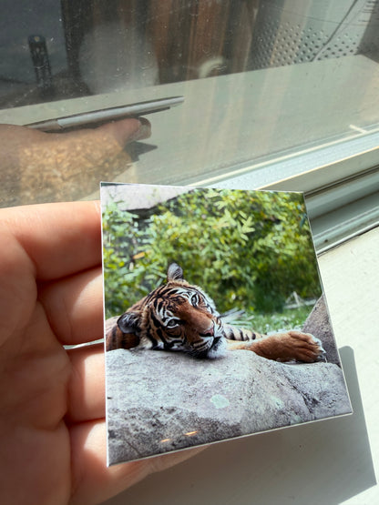 Custom Photo Magnet: 2.5" x 2.5" Glossy